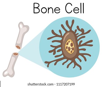 Knochenzelle auf weißem Hintergrund - Illustration