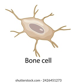 Bone Cells. Diagram of common stem cell types. Science banner isolated on background. Medical microscopic molecular conception. Premium Illustration file svg