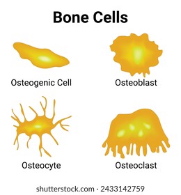Células óseas Diseño científico Diagrama de ilustración vectorial