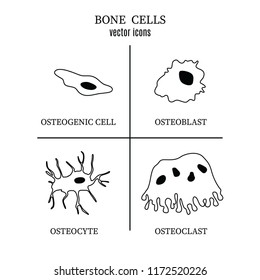 Bone Cell Images Stock Photos Vectors Shutterstock