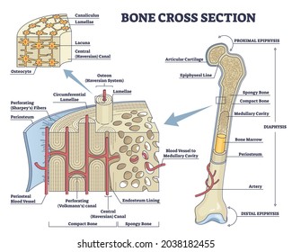 Bone Cross Section And Isolated Anatomical Detailed Structure Outline Diagram. Labeled Educational Medical Body Description With Distal And Proximal Epiphysis And Osteon Closeup Vector Illustration.