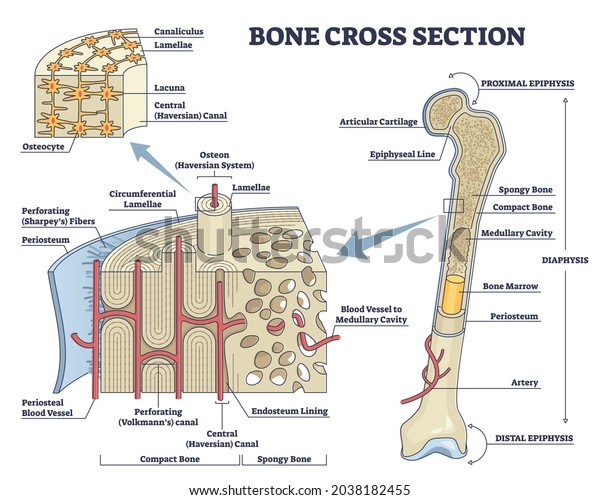 Bone Cross Section And Isolated Anatomical Detailed Structure Outline ...