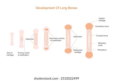 O desenvolvimento ósseo ocorre em estágios: as células mesenquimais formam ossificação da cartilagem, a calcificação endurece e a remodelação de formas amadurece o osso através da reabsorção e formação.