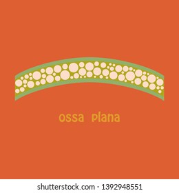 Bone flat icon. Single high quality outline symbol of human body for web design or mobile app.
