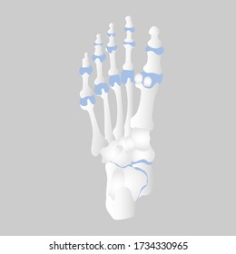 bone of the foot anatomy, internal organs body part orthopedic health care, vector illustration cartoon flat character design clip art