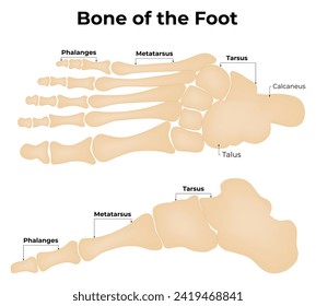 Bone of The Foot Science Decign Vector Illustration Diagram