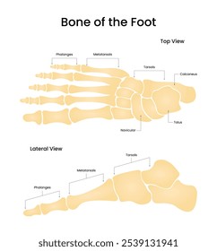 Bone da vista superior do pé e vista lateral