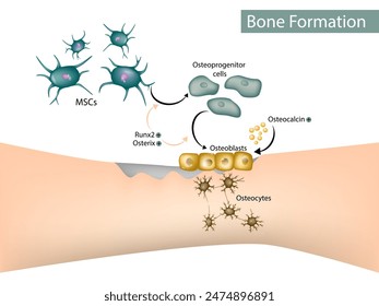 Formación ósea. Osteoblasto, Osteocitos, Células Madre Mesenquimatosas