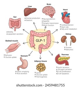 hueso, crecimiento, humano, desarrollo, osificación, proceso, anatomía, etapas del desarrollo, embrión a adulto, ilustración médica, educación anatómica, desarrollo esquelético, estructura ósea, cartílago hialino