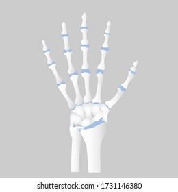 bone of the hand anatomy, internal organs body part orthopedic health care, vector illustration cartoon flat character design clip art