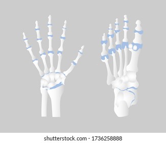bone of the hand and foot anatomy, internal organs body part orthopedic health care, vector illustration cartoon flat character design clip art