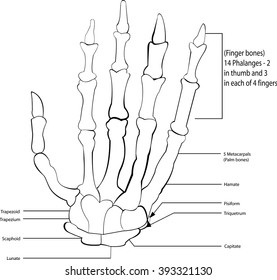 Bone of hand and wrist,
Bone of hand and wrist,  All elements are in separate layers color can be changed easily