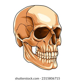 BONE IN THE HUMAN BODY