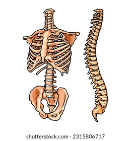 BONE IN THE HUMAN BODY