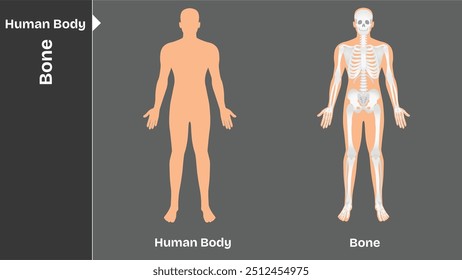 Hueso, cuerpo humano órganos internos sistemas circulatorios nerviosos y esqueléticos anatomía y fisiología Ilustración vectorial educativa plana