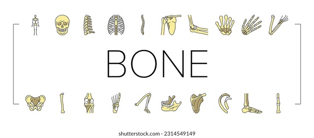 Bone Human Skeleton Structure Icons Set Vector. Arms And Leg Body Bone Human, Chest And Neck, Shoulder And Finger, Knee And Skull. Anatomy Skeletal System And Medicine Color Illustrations