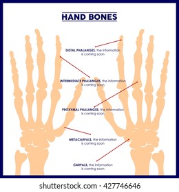 Bone illustration in vector