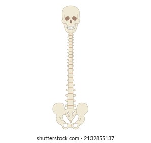 Bone Illustrations Of The Pelvis, Spine And Skull