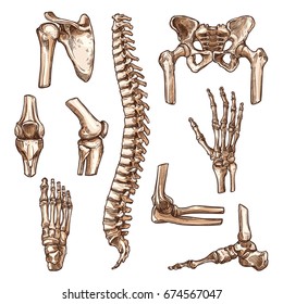 Hueso y articulación de esqueletos humanos. Mano, cadera, rodilla, pie, columna vertebral y brazo, dedo, codo y pelvis, costilla, hombro, tobillo, tórax, pecho y muñeca para medicina de la anatomía, diseño de cirugía ortopédica