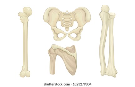 Bone and Joints as Parts of Human Skeleton Vector Set