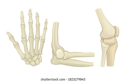 Bone and Joints as Parts of Human Skeleton Vector Set