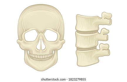 Bone and Joints as Parts of Human Skeleton Vector Set