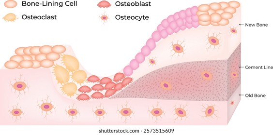 Bone Lining Cell Osteoblast Osteoclast Osteocyte Science Design Vector Illustration Diagram