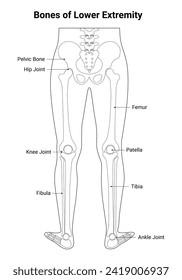 Bone of Lower Extremity Outline Science Design Vector Illustration