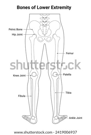 Bone of Lower Extremity Outline Science Design Vector Illustration