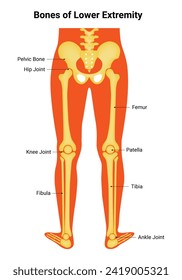 Bone of Lower Extremity Science Design Vector Illustration