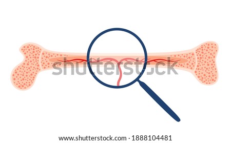 Bone marrow anatomical icon or logo. Human bone structure. Laboratory research, tests, surgery and medical exam. Human skeleton x ray scan. Medical poster for clinic. Isolated flat vector illustration