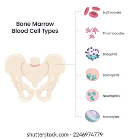 Bone Marrow Blood Cell Types scientific vector illustration