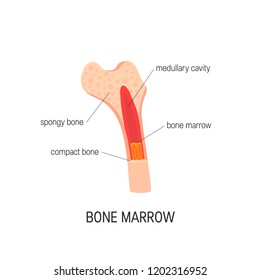Bone marrow concept. Vector educational diagram in flat style