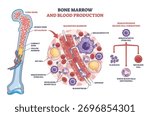 Bone marrow hematopoiesis shown with long bone cross-section, stem cells forming red and white blood cells and platelets, key objects, stem cell, megakaryocyte, sinusoid. Outline diagram