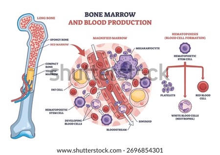 Bone marrow hematopoiesis shown with long bone cross-section, stem cells forming red and white blood cells and platelets, key objects, stem cell, megakaryocyte, sinusoid. Outline diagram