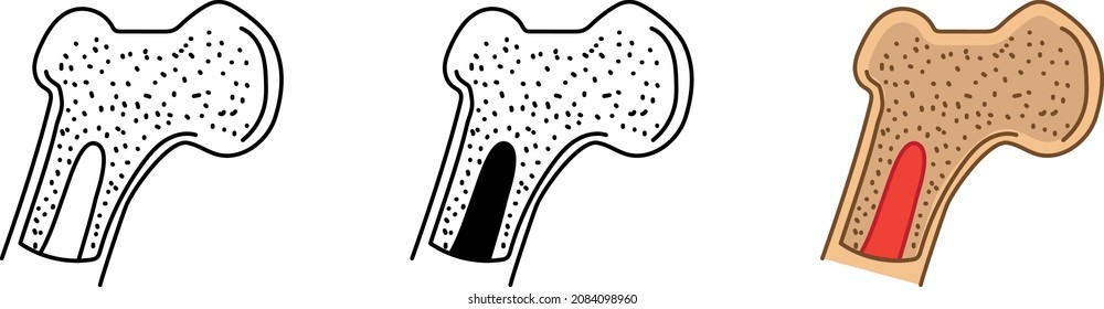 Icono de la médula ósea, ilustración vectorial