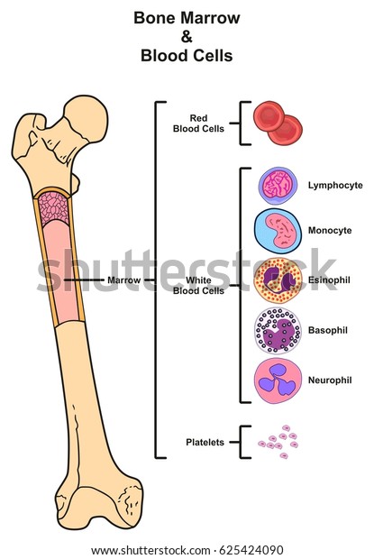 Bone\
Marrow infographic diagram including femur reproduction of red\
white blood cells platelets lymphocyte monocyte esinophill\
basophill neurophill for medical science\
education