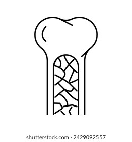 bone marrow line icon vector. bone marrow sign. isolated contour symbol black illustration