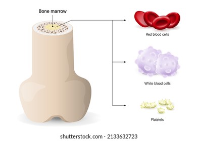 Bone Marrow, The Source Of Red Blood Cells, White Blood Cells, And Platelets.