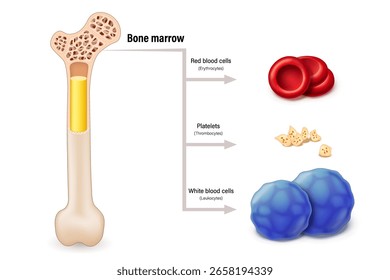Medula óssea A fonte de glóbulos vermelhos, glóbulos brancos e plaquetas. Eritrócitos. Leucócitos. Trombócitos.