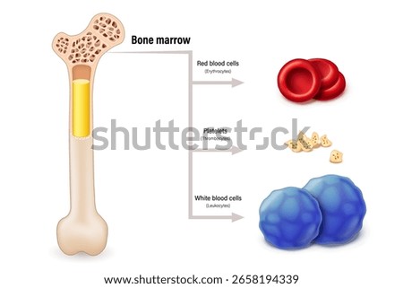 Bone marrow. The source of red blood cells, white blood cells, and platelets. Erythrocytes. Leukocytes. Thrombocytes.
