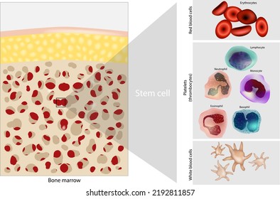 Bone Marrow Stem Cell. Platelets, Red And White Blood Cells. Diagram