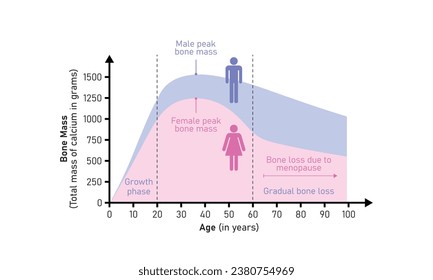Curva de masa ósea en diseño de concepto masculino y femenino. Ilustración vectorial.	