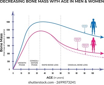 Declive de masa ósea con Edad en hombres y mujeres Ilustración vectorial Infografía