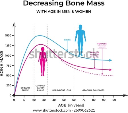 Bone Mass Decline with Age in Men and Women Vector Illustration