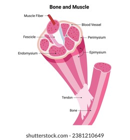 Bone and Muscle Science Design Vector Illustration