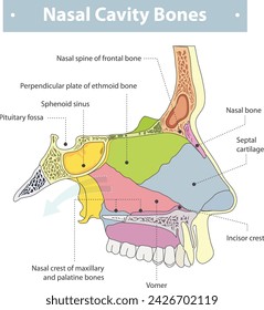 bone Nasal Cavity Bones Nasal bone