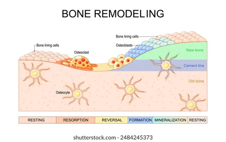 Bone remodeling process. Close-up of Osteoblasts, Osteoclast, Osteocytes and bone lining cells. Bone resorption and matrix formation. Vector illustration