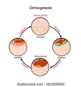 bone remodeling (resting, resorption, reversal, mineralization, formation). Describe a process of Ossification. osteogenesis. Bone is broken down by osteoclasts, and rebuilt by osteoblasts. vector