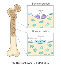 procesos de resorción y formación óseas, destacando la actividad osteoclástica y osteoblástica en el diagrama de tejido óseo dibujado a mano mediante Ilustración vectorial esquemática. Ilustración educativa de ciencias médicas